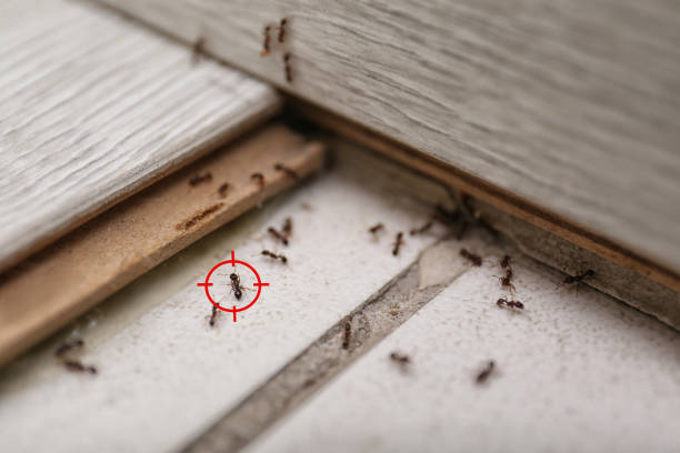 Best Ant Control Services  in Northwest Harborcreek, PA